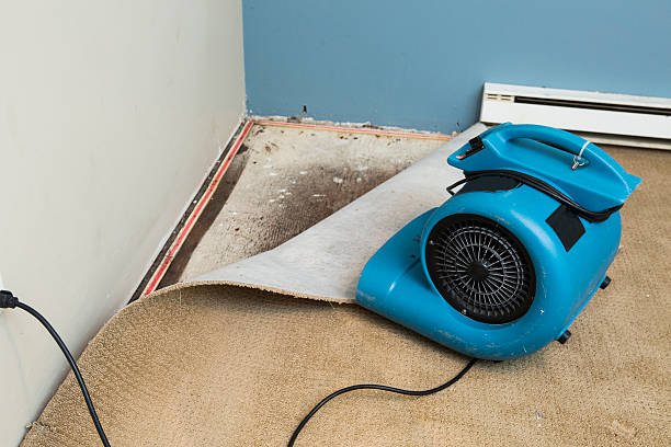 Best Mold removal after water damage  in Bazon, CA